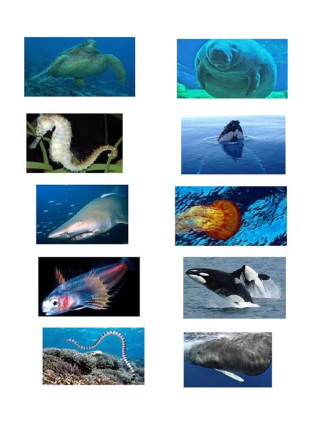 Animal Swim 的图像结果