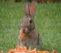 Image result for Bunnies Eating Raspberries