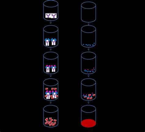 Image result for Lytic Complement Fixation