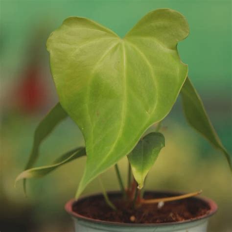 Anthurium Macrolobium: Buy Plant Online In India – Growcerys