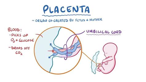 Placenta Development Notes Anatomy 的图像结果