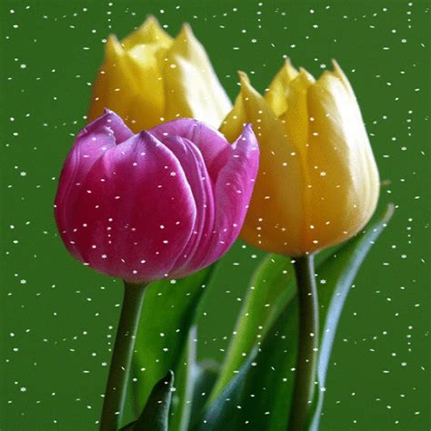 Image result for Tulips Flower Using Python