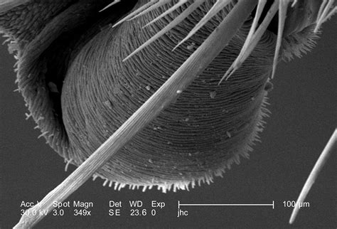 Image result for Class Insecta