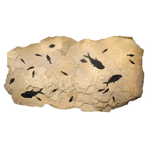 50 Million Year Old Fossil Fish Mural from the Green River Formation ...