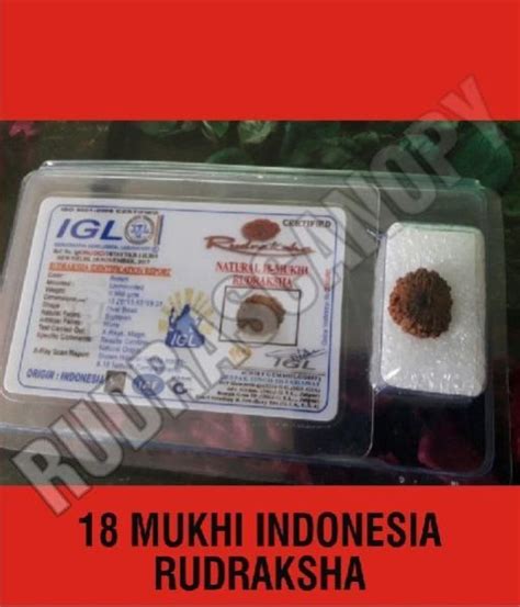 Indonesia Rudraksha,Indonesia Rudraksha Manufacturers,Indonesia ...