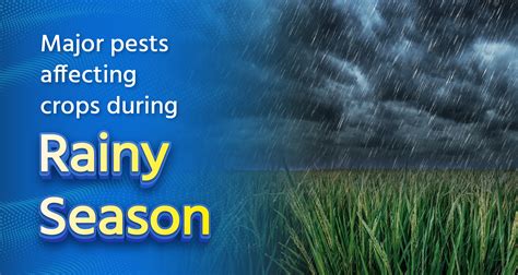 Major Pests Affecting Crops During the Rainy Season