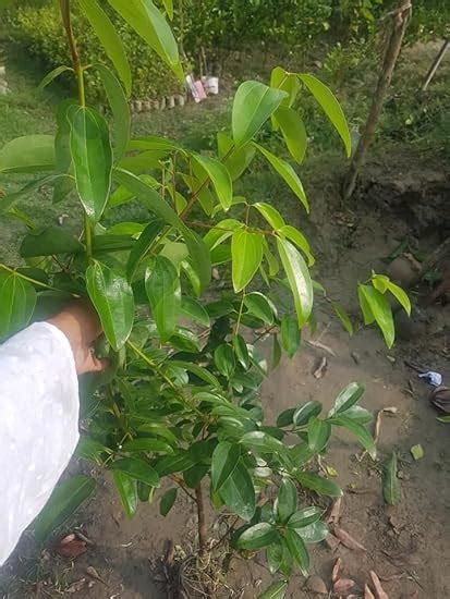 GreenEarth Original Dwarf Variety Dalchini Live Plant (Air Layeard ...