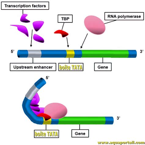 Tata Box Eucarioti – Boite Tata Définition – AFCBA