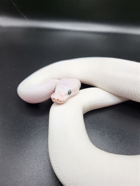22 Blue Eyed Leucistic Ball Python by GWB Pythons & More - MorphMarket