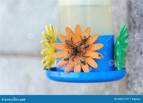 Close-up of Group of Honey Bees Gathering Sugar Water from a ...
