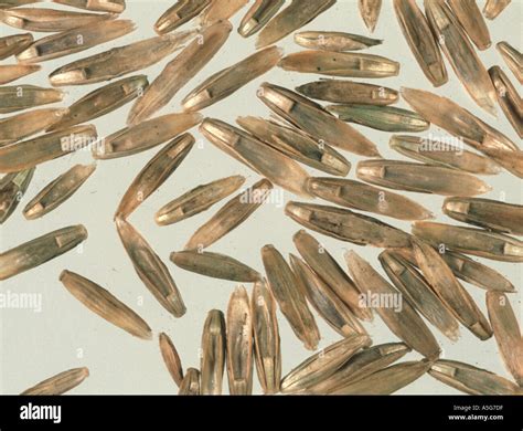 Perennial ryegrass Lolium perenne seed Stock Photo - Alamy