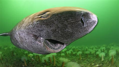 Greenland shark or Eqalussuaq (Somniosus microcephalus) | It has the longest known lifespan of ...