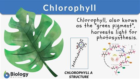 How Do Plants Use Chlorophyll For Photosynthesis at Mildred Bruggeman blog