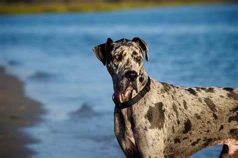 Orange Merle Great Dane