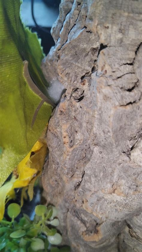 Jumping spider molting question : r/spiders