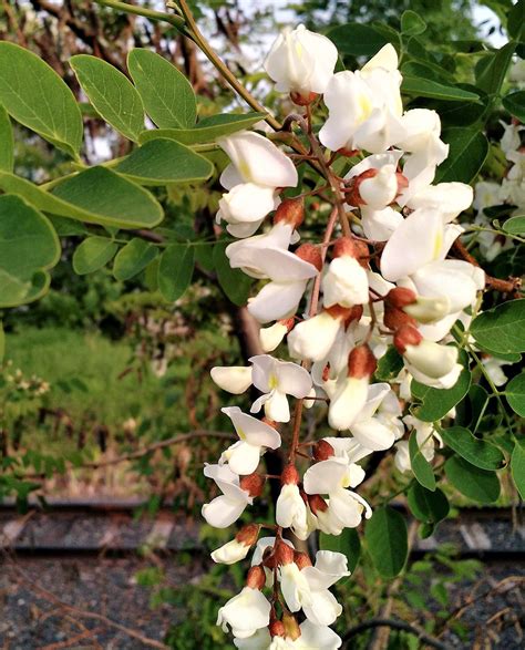 Black Locust Flower