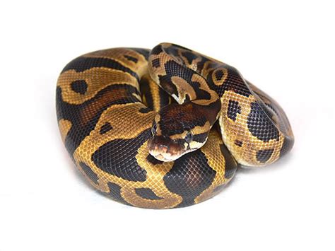 Leopard Python 的图像结果