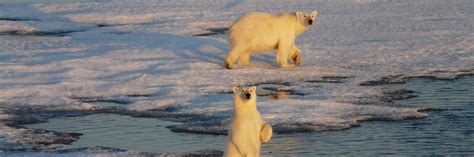 Expedition Voyages - Antarctica Cruise - Norway Cruise - Arctic Cruise