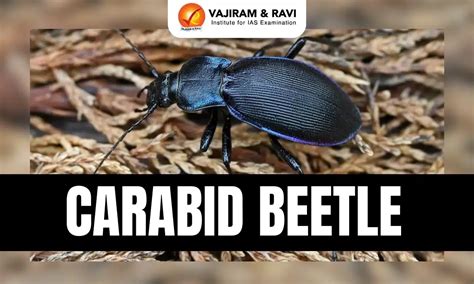 Carabid Beetle, Features, Latest News