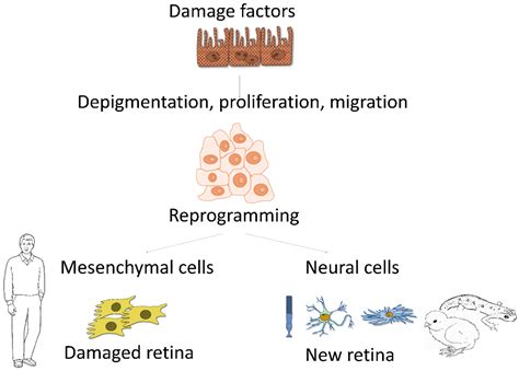 Using Small Molecules to Reprogram RPE Cells in Regenerative Medicine ...