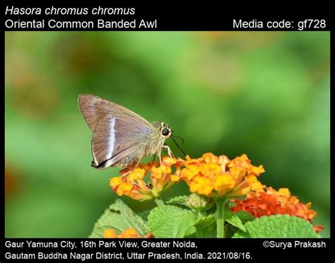 Hasora chromus | Butterfly