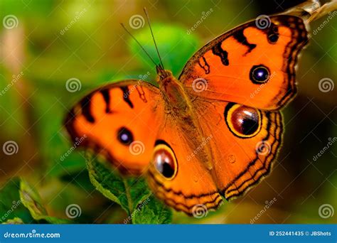 Orange Color Butterfly from Western Ghats Stock Image - Image of butter, ghats: 252441435