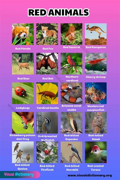 List of Red Animals: 23 Most Vibrant Creatures in the World - Visual ...