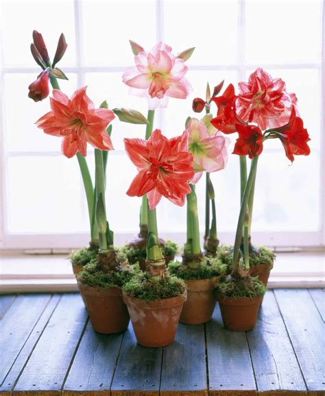How Deep To Plant Amaryllis Bulbs at Elizabeth Lippert blog