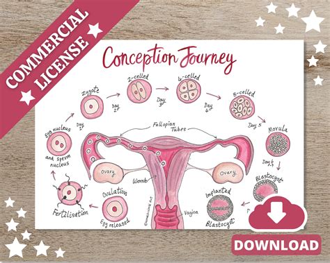 Conception Anatomy Diagram PDF Teaching Tools Pregnancy - Etsy UK