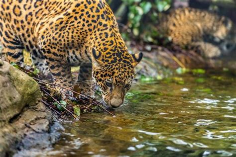 Captivating Facts About the Food Jaguars Eat and Their Habitat - Animal ...