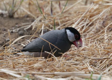 Image result for Java Sparrow Bird