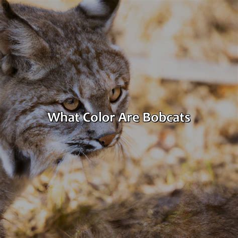 What Color Represents Fear - colorscombo.com