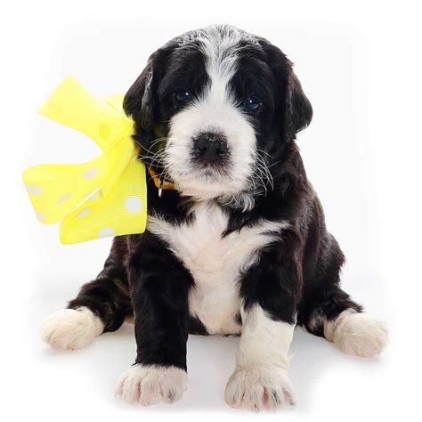 Black And White Goldendoodle Puppies