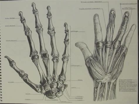 Art School Confidential: Summer Quarter 2012: Drawing & Anatomy: Bone and Muscle Studies