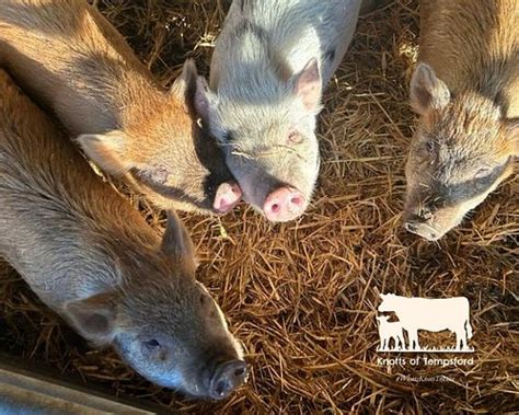 THE BEST Places to Visit in Tempsford (2026) - Must-See Attractions