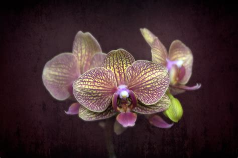 Phalaenopsis KV Beauty | Mark Slonecker | Flickr