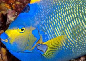 onlince collectios 30.48 cm fish Sticker Poster, Animals stickers, (18 ...