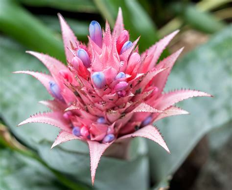 Bromeliads: Plant Care & Growing Guide