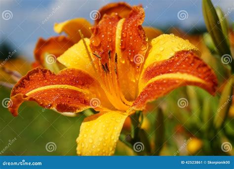 Orange Day Lily Flowers in Botanical Garden - Dayl Stock Image - Image ...