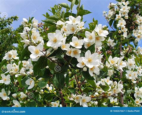 Philadelphus or Mock Orange Shrub Stock Image - Image of orange ...
