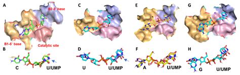 RNA Cleavage Properties of Nucleobase-Specific RNase MC1 and Cusativin ...