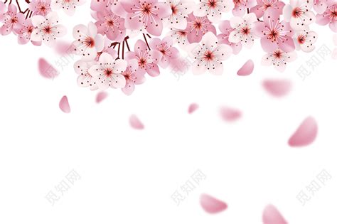 唯美日本樱花花朵花瓣花卉清新矢量元素图片素材免费下载 - 觅知网