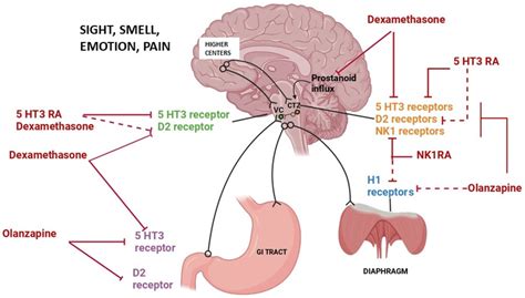 Mechanism of chemotherapy-induced nausea and vomiting and site of ...