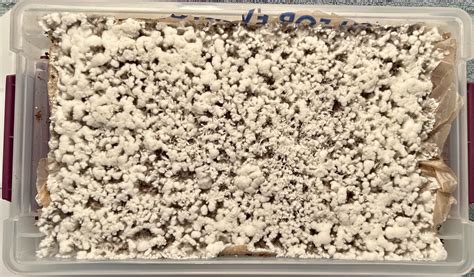 S2B five days ago, what do you think? : r/Psilocybe_Natalensis