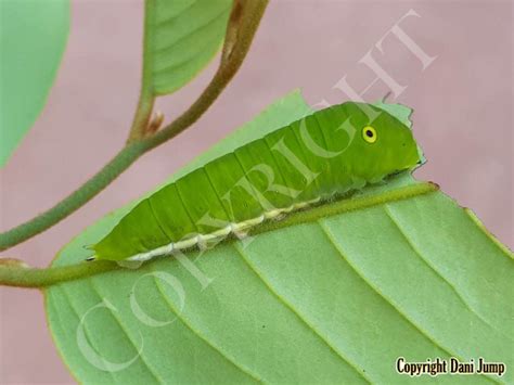 Image result for Butterfly Larvae