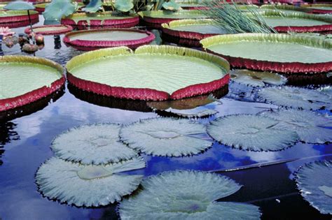 Giant Lily Pads