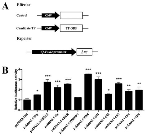 Screening and Identification of Transcription Factors Potentially ...