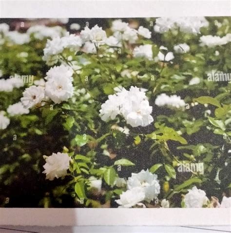 150 words about this flower in ladakh - Brainly.in