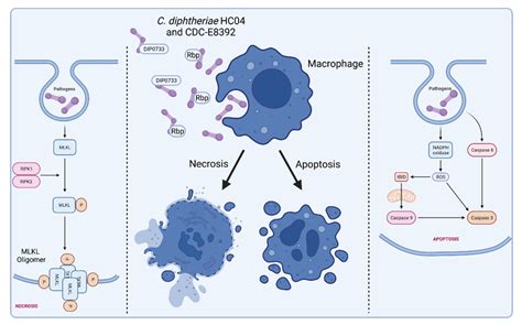 Interactions between the Re-Emerging Pathogen Corynebacterium ...