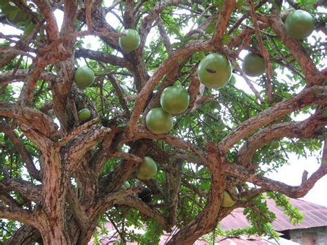 Calabash Foto & Bild | africa, western africa, nigeria Bilder auf fotocommunity